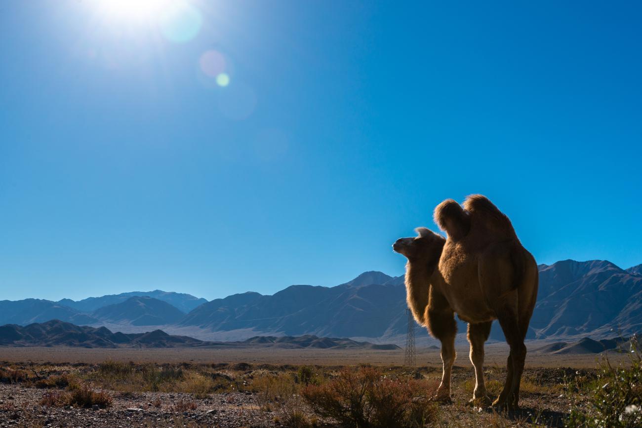 A Bactrian camel stands in the arid Kyrgyz landscape silhouetted against the sun with rugged mountains in the background.