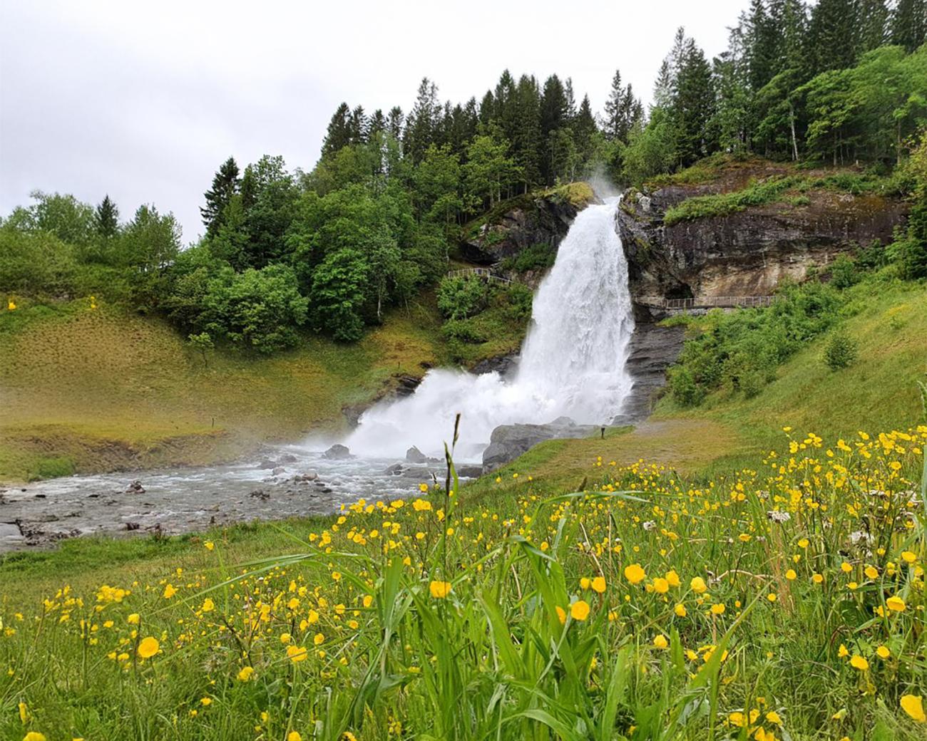 Powerful waterfall cascading over rocks surrounded by lush forest and yellow wildflowers in summer Norway.