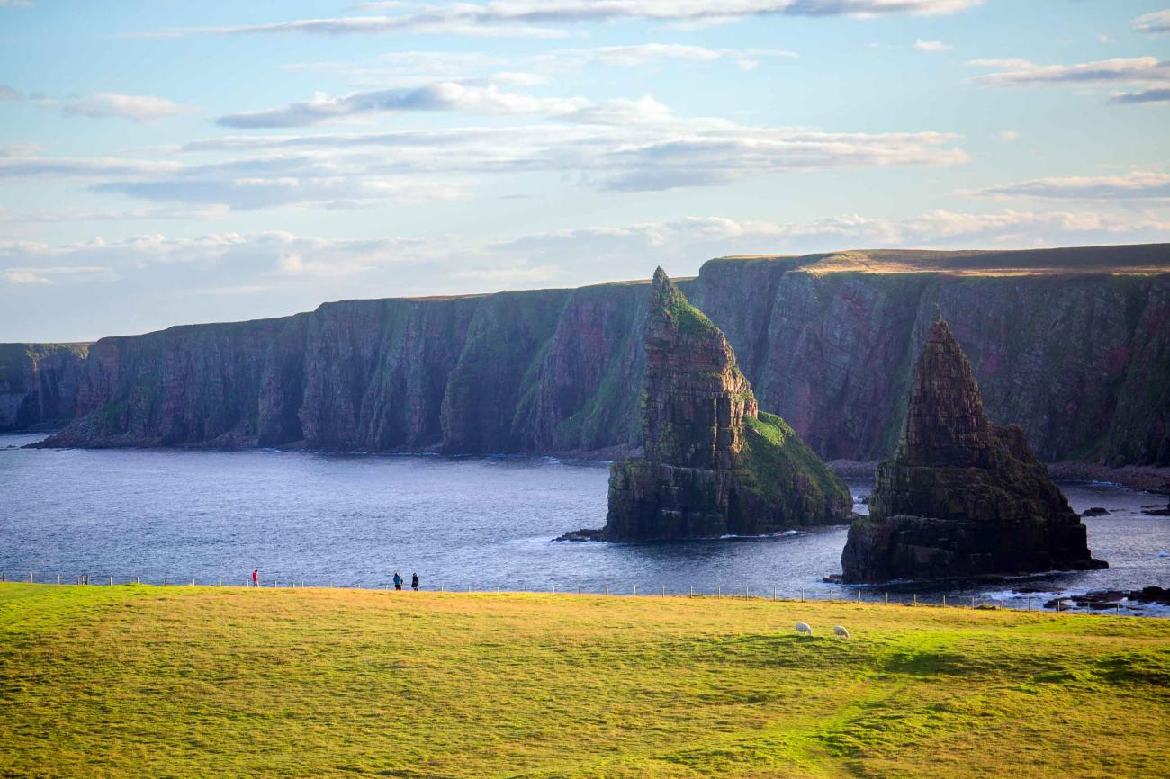 The towering Duncansby sea stacks rise from the ocean beside sheer sandstone cliffs with green pasture and sheep in the foreground.