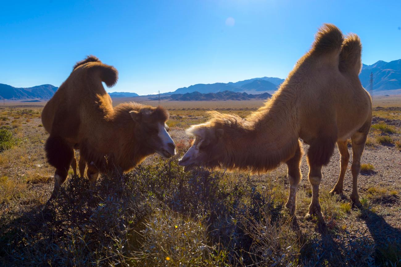 Two Bactrian camels graze on scrubland in a wide arid valley surrounded by Central Asian mountains.