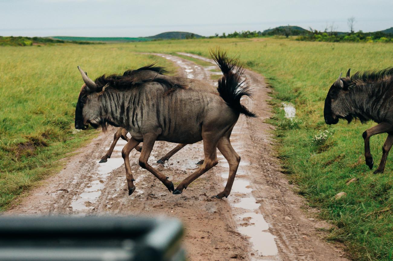 Wildebeest running across a muddy dirt road in a lush green South African game reserve.