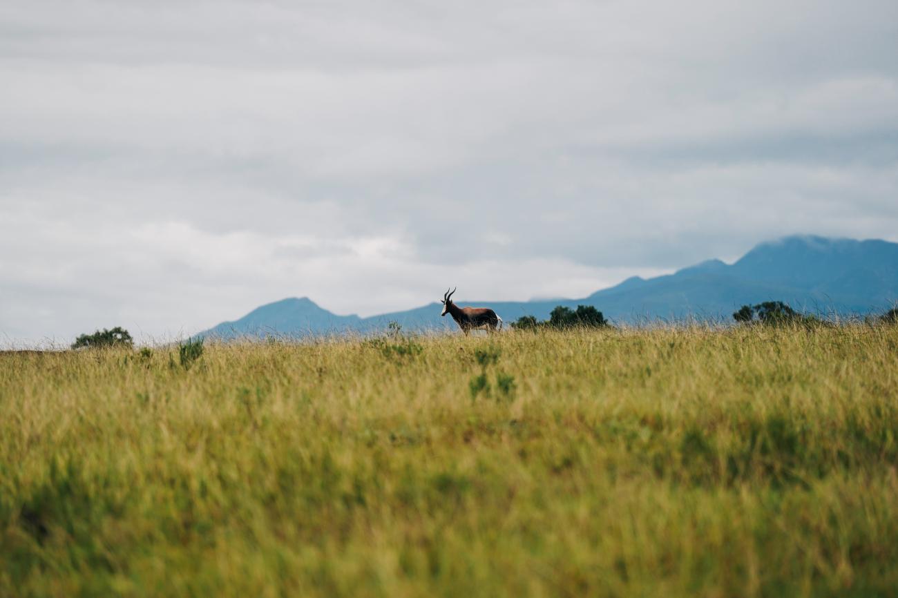 Bontebok antelope on grassland with mountains South Africa