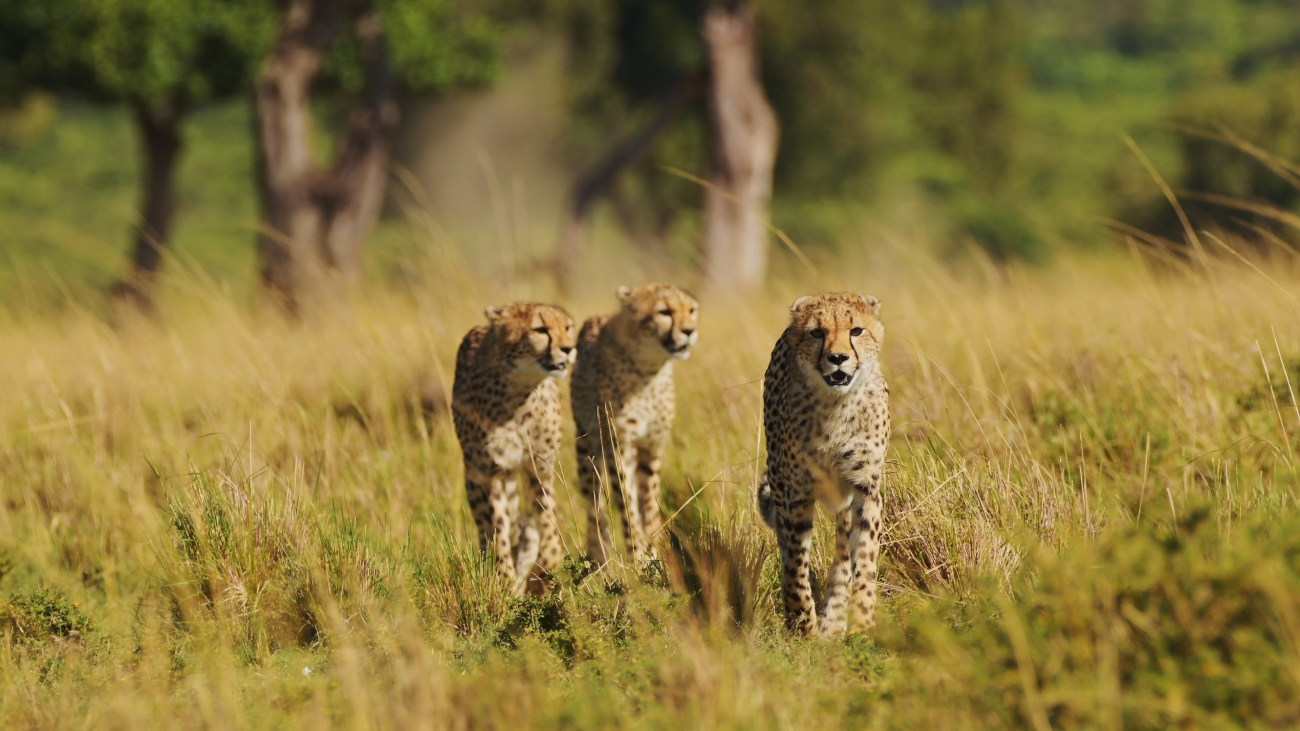 Three cheetahs walking through savanna grassland South Africa