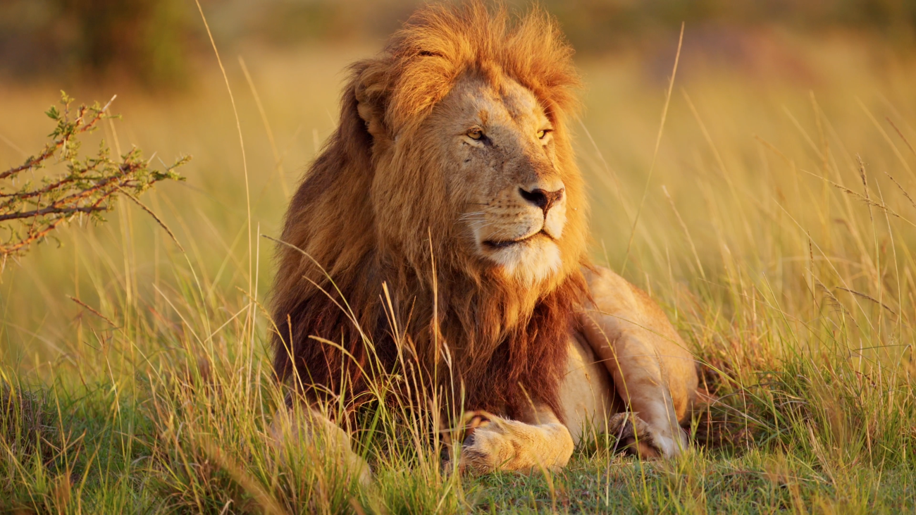 Male lion resting in golden grass at sunset South Africa