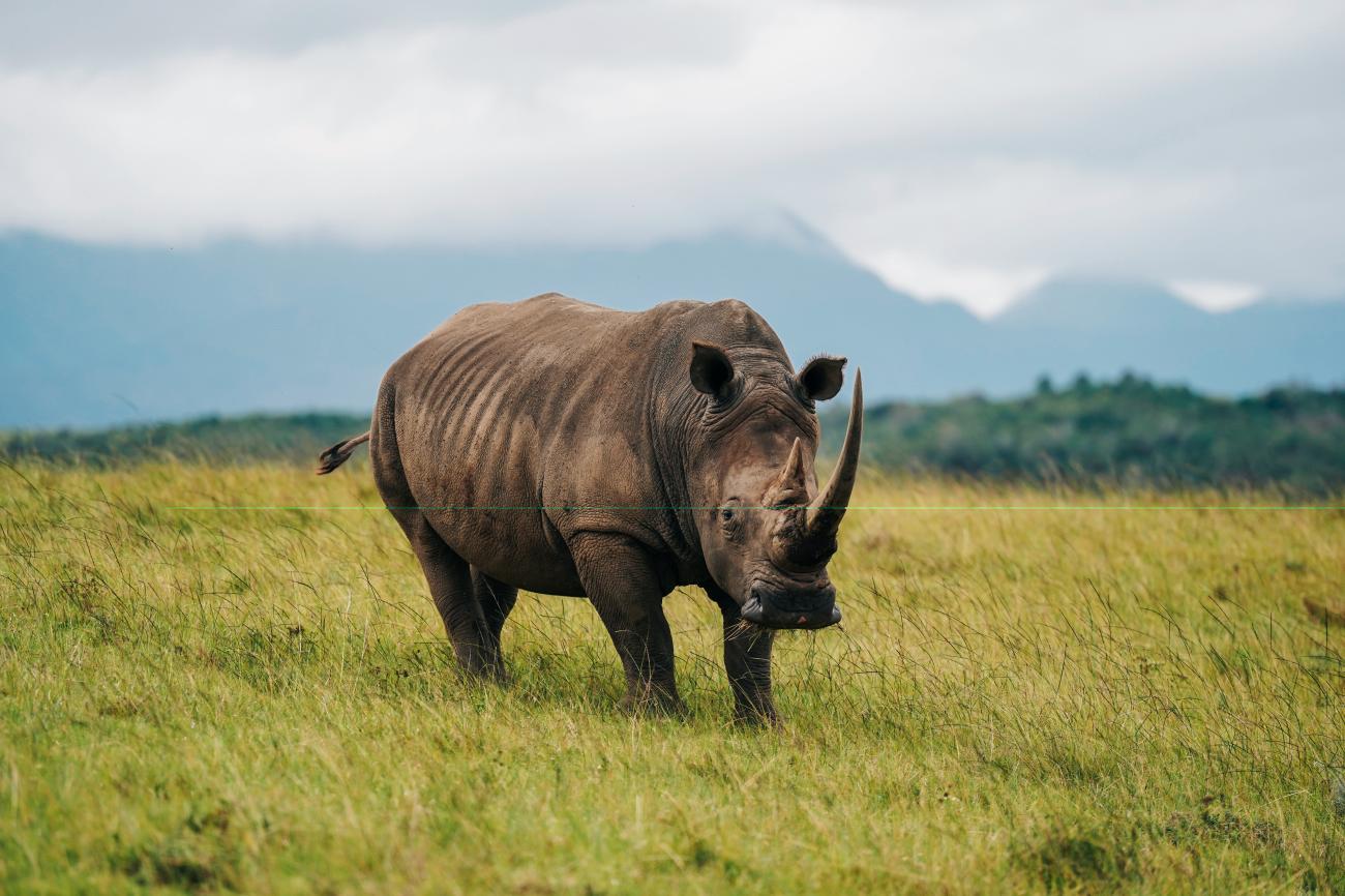 White rhinoceros grazing on South Africa safari