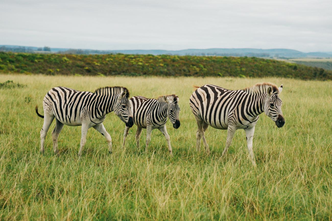Zebra family grazing on green plains South Africa